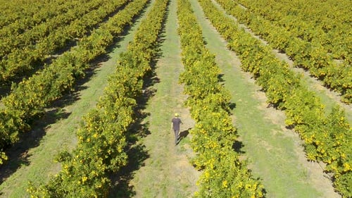 Person Walking Through Rows of Fruit Trees