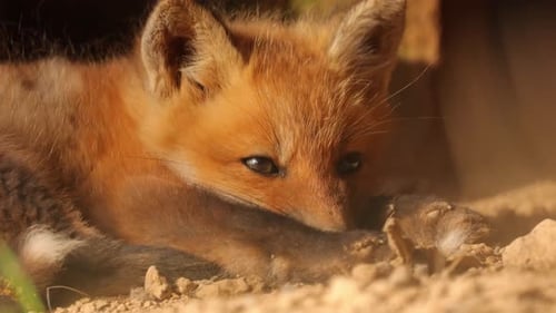 Closeup of One Cute Baby Red Fox Pup Walking in front of Second Fox Kit Cinematic 4K
