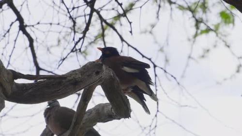 a myna bird or mynah bird is perched on a branch against a pale sky in Oahu Hawaii