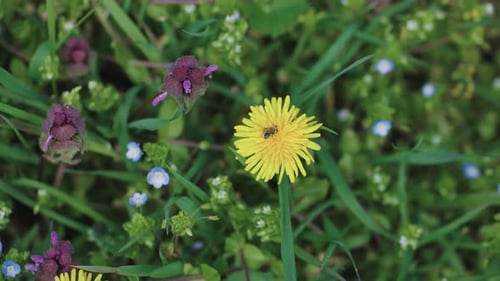 Dandelion with Insect Among Greenery and Flowers