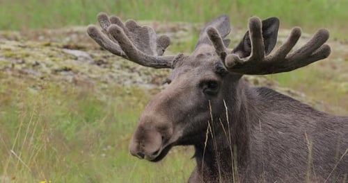 Elk or Moose, (Alces alces) in the green forest. Beautiful animal in the nature habitat.