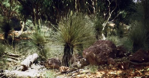 Australian Bushland Landscape with Grass Trees and Rocks
