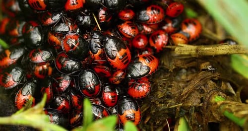 Makrovideo von Stinkwanzen-Nymphen (Pentatomidae) in einem Cluster.