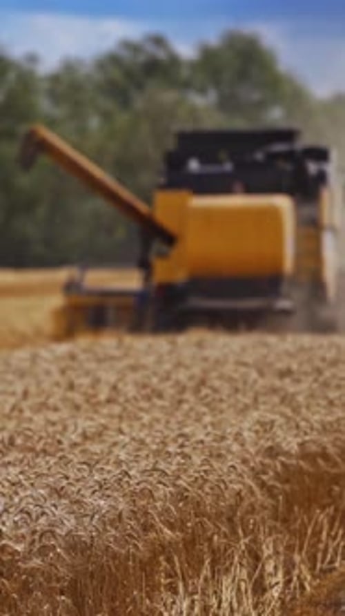 Harvesting Wheat Field with Combine Harvester