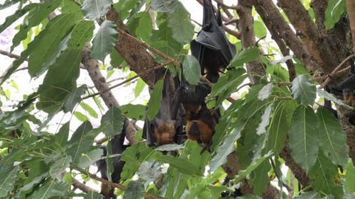 Lyle's Flying Fox, Pteropus lylei, Saraburi, Thailand; von seinem Rücken aus gesehen, wie er ruht und kopfüber hängt