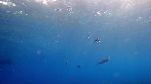 Sun Rays Through The Water Surface With Tropical Reef Fish On The Blue Ocean. -wide shot