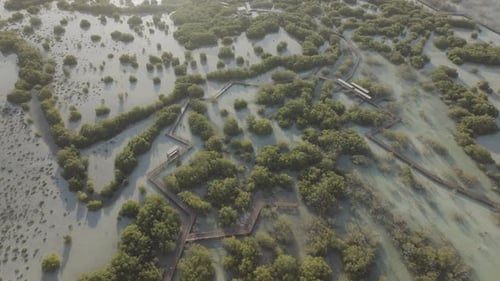 Aerial view of mangrove forest and pathways in Jubail Mangrove, UAE.