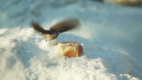 Flock of Sparrows Eating Bread in the Snow