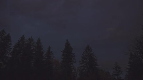 Trees Silhouetted at Dusk