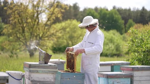 Beekeeper Inspecting Honeycomb Frame at Beehives