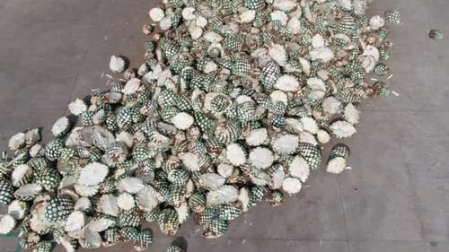 Aerial View of Agave Plants in an Industrial Setting