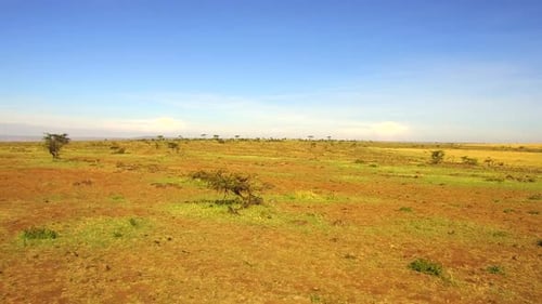 Paysage de savane de la réserve nationale du Masaï Mara : une aventure écotouristique mouvementée au Kenya en Afrique