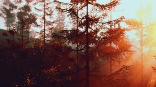 Sunlight Streaming Through the Trees in a Lush Forest