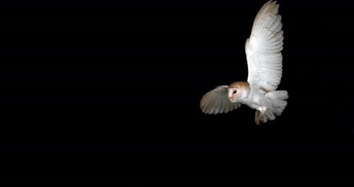 Barn Owl, tyto alba, Adult in flight by Night, Normandy in France, Slow Motion 4K