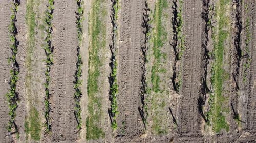 New Young Vineyard in Spring Time