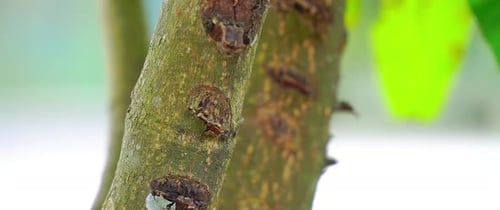 Ants crawled on tree trunk. Wildlife video of insect.