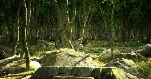 Sunlight Filters Through Dense Trees in a Serene Forest Location