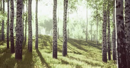 Sunlight Filtering Through Tall Birch Trees in a Serene Forest