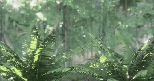 Lush Green Ferns Bathed in Soft Sunlight in a Serene Forest Setting