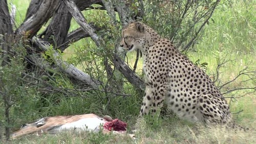 A cheetah sits upright and scans the area before eating its freshly killed prey.