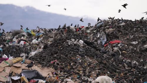 Offene Müllkippe mit Greifvögeln, die im Müll nach Nahrung suchen