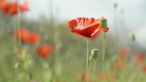 A red flower on a poppy field against the background of the sun and blue sky, close-up.