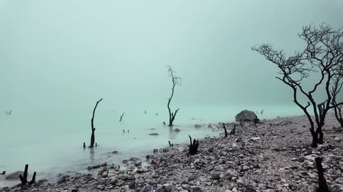 Through dead tree branches in the water. Mysterious scene