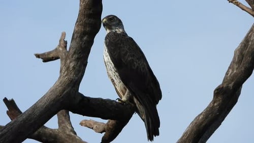 Eagle waiting in tree UHD Mp4 4k .