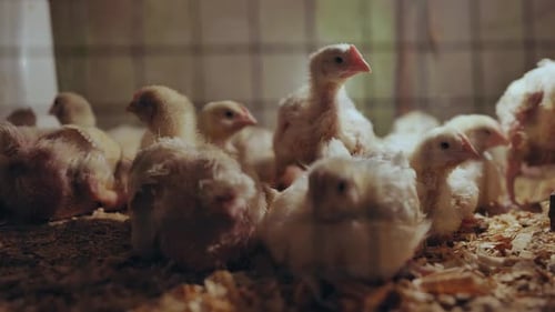 Newborn Chicks Nestling Close Together Huddling for Warmth Amid Soft Wood Shavings Revealing