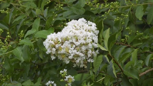 Crepe Myrtle tree blooming with white flowers in Spring. Wide view of flowers with leafy background