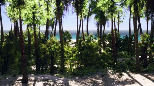 Tropical Beach with Coconut Palm Tree