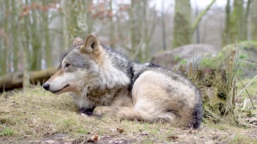 Gray Wolf Resting on Grassy Forest Slope