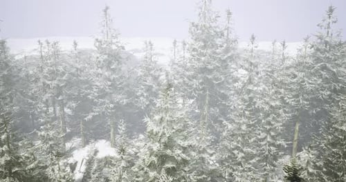 Winter Landscape with Snow Covered Trees in a Dense Forest