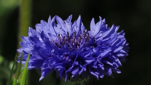 Bleuets bleus (Centaurea cyanus), gros plan, Royaume-Uni, Europe