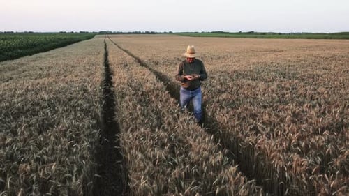 Senior farmer with hat walking in wheat field examining crop.