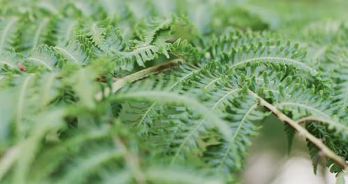 Close up of green thick leaves of fern in slow motion