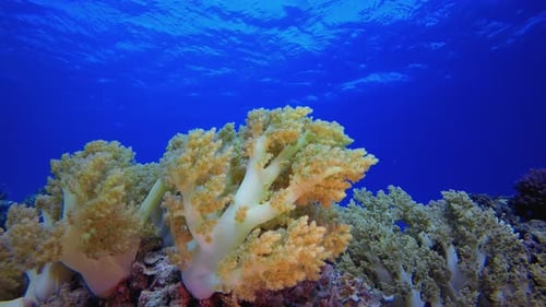 Tropical Underwater Soft Coral Broccoli