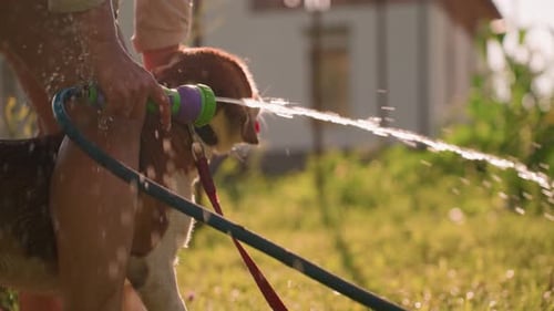 Dog Getting Sprayed with Water Hose Outdoors