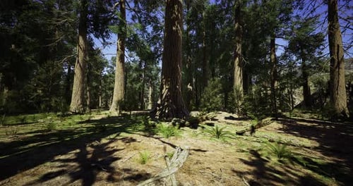 Giant Trees Rise High in a Serene Forest During Bright Daylight