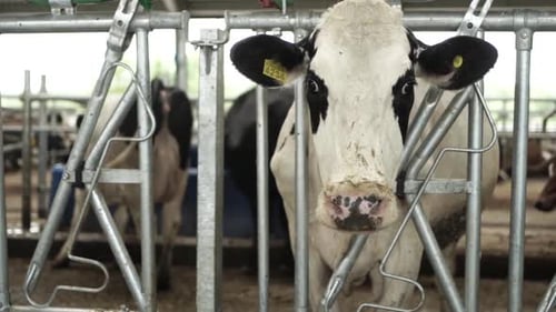 Cows on a diary farm eating. Cattle of cows