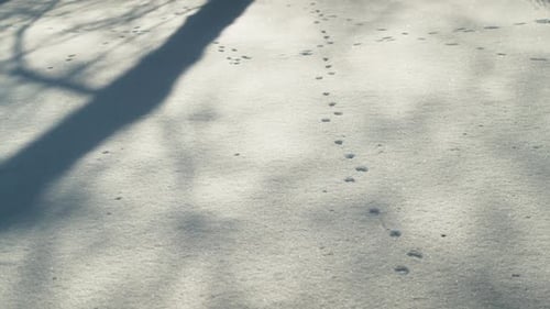 Animal footprint tracks imprinted in Snow coated ground with long shadows from forest around - High