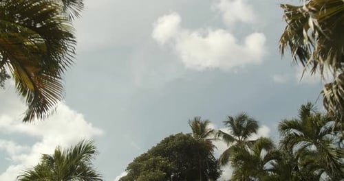 Palm Trees Against the Sky & Clouds, Driving Around
