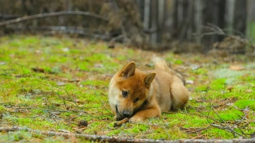 Puppy Chewing on Stick Lying on Moss