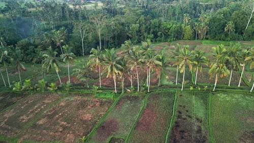 Aerial View of Harvested Rice Paddies with Palm Trees and Small Path Across Fields Bali