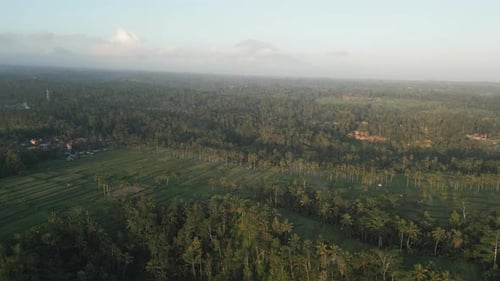 Aerial video of green unripe rice fields and palm trees in the countryside. Indonesia