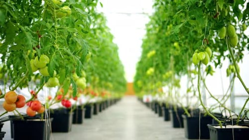 Vibrant Tomato Plants Growing in Greenhouse