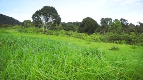 The natural beauty of the mountains with green, lush grass