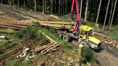 Schwere Forstmaschinen, die mit Baumstämmen arbeiten