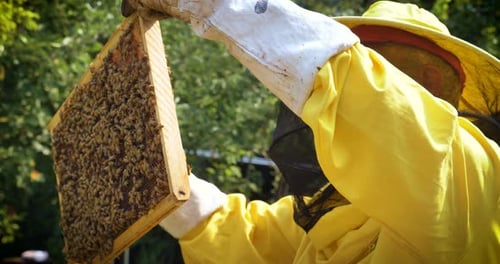 The beekeeper looks after bees, honeycombs, a lot of honey, in a protective beekeeper's beast. Con