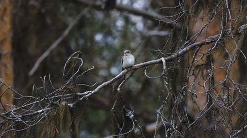 Lesser whitethroat bird (Curruca curruca) perched on a branch. closeup view